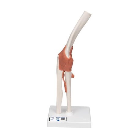 Functional Elbow Joint - W/ 3B Smart Anatomy